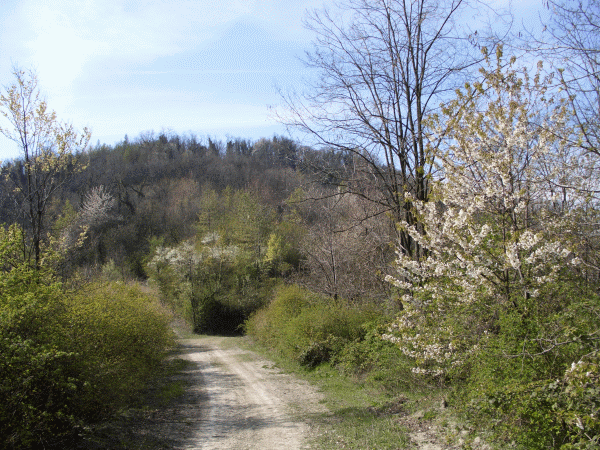 Il sentiero verso il Bric Castelvelli