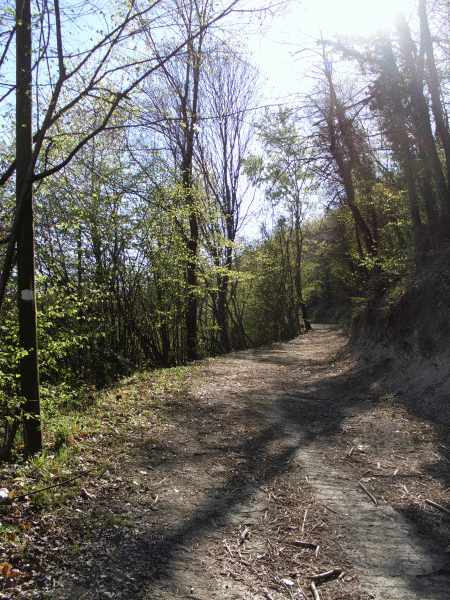 Il percorso nel bosco