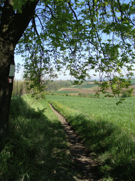 Paesaggio tra le fronde