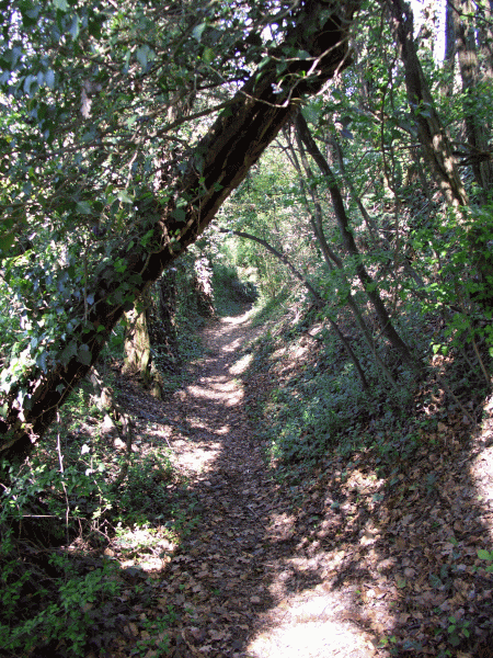 Il sentiero entra nel bosco