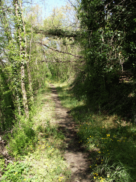 L’ultimo tratto nel bosco