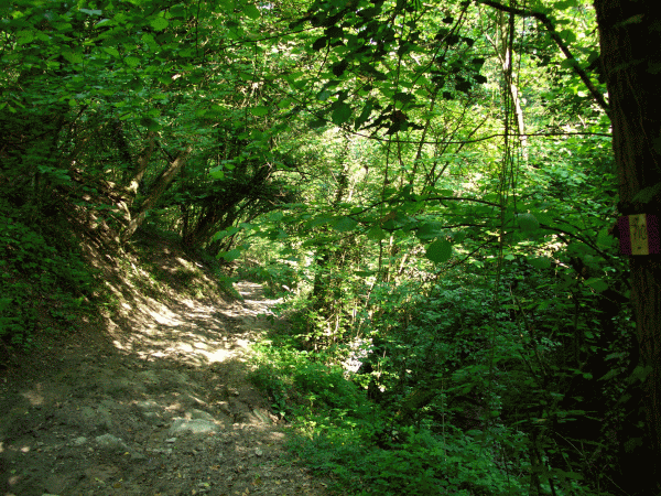 Carrareccia nel bosco