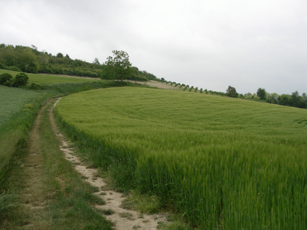 Il percorso nel verde