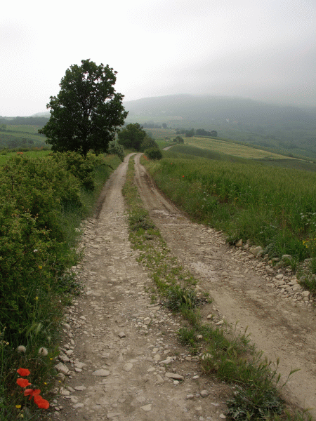 Il percorso tra le colline
