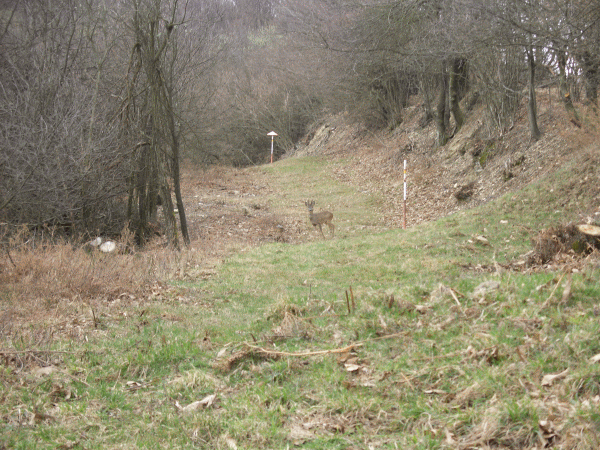 Capriolo sul sentiero
