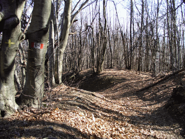 Il sentiero entra nel bosco