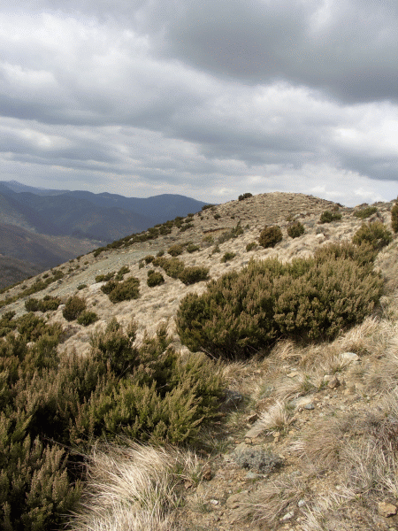 Le brughiere del Monte Alpe