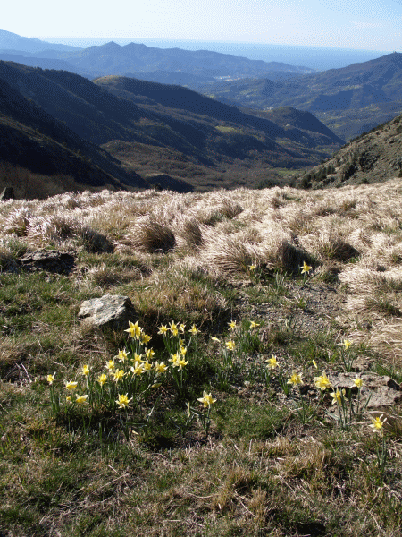 Fioritura di narcisi selvatici