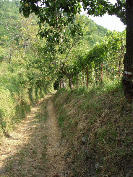Il sentiero tra i vigneti