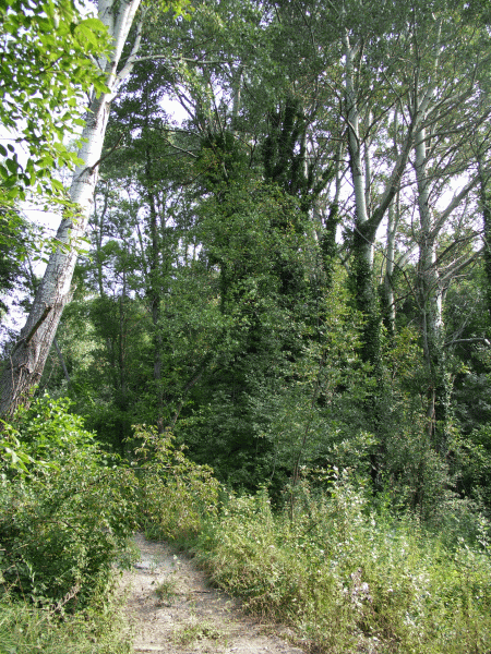 Bivio dei pioppi bianchi