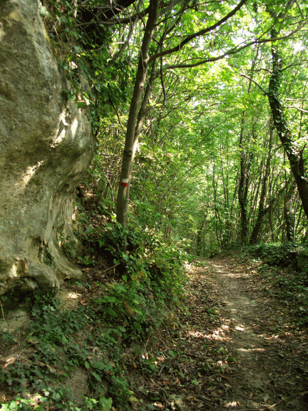 Passaggio tra i castagni