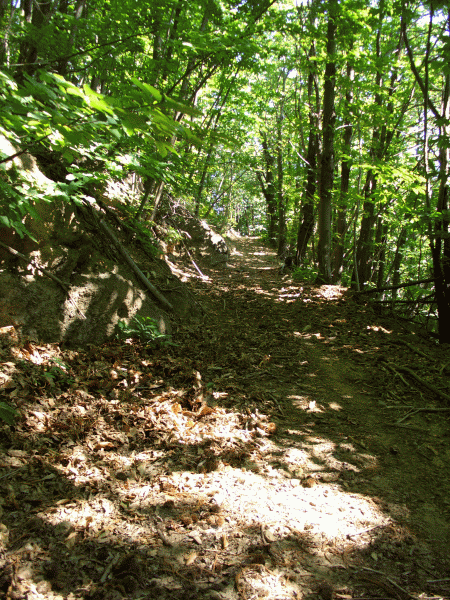 Il percorso nel bosco