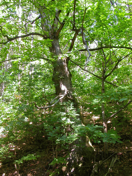 Esemplare di castagno