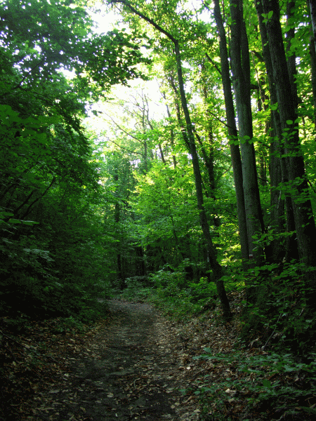 Passaggio nel bosco