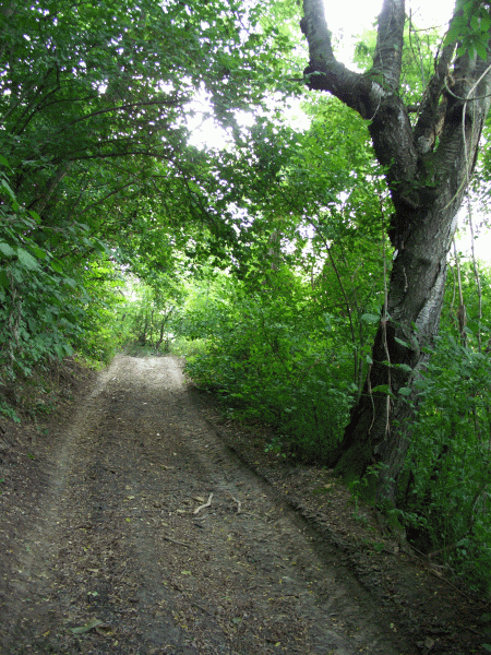 Il percorso nel bosco