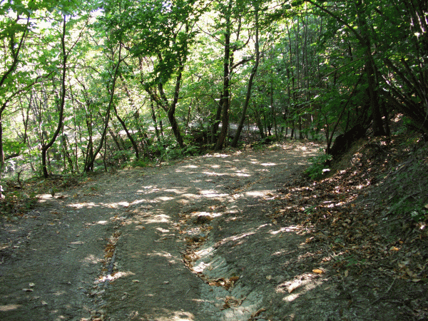 Tornante nel bosco