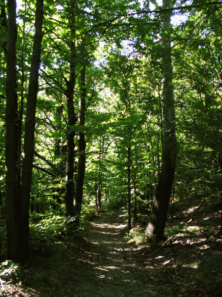 Nel castagneto