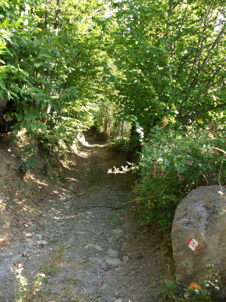 Il sentiero entra nel bosco