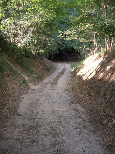 La carrozzabile entra nel bosco