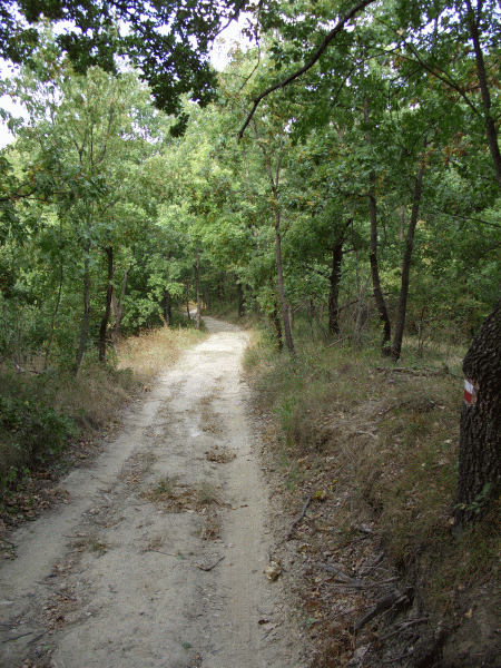 Il sentiero nel bosco