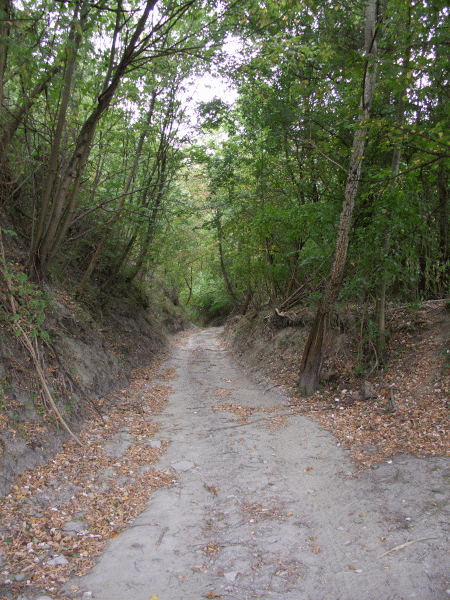 Il sentiero entra nel bosco