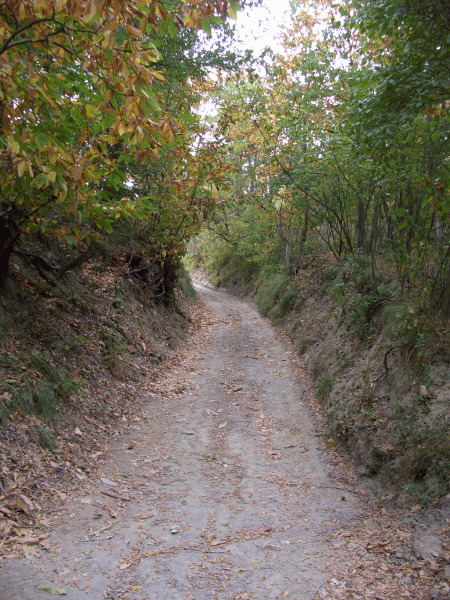 La carrareccia entra nel bosco