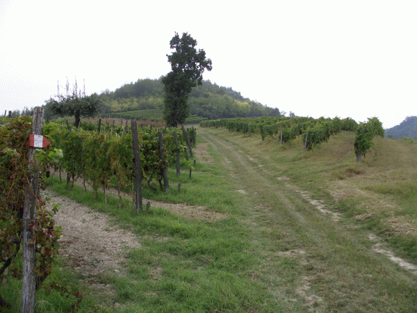 I vigneti