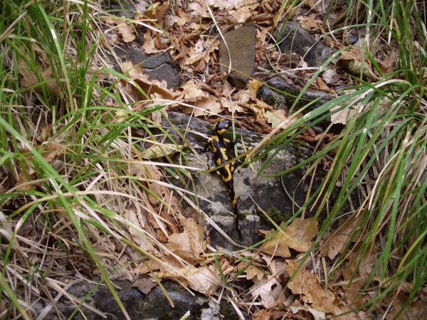 Salamandra pezzata