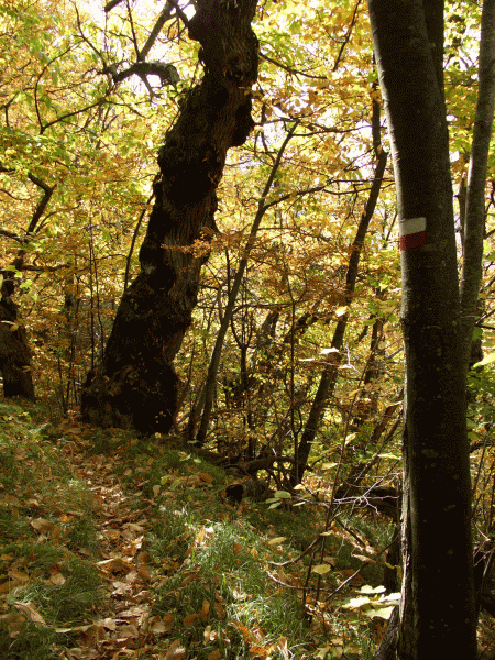 Castagno secolare
