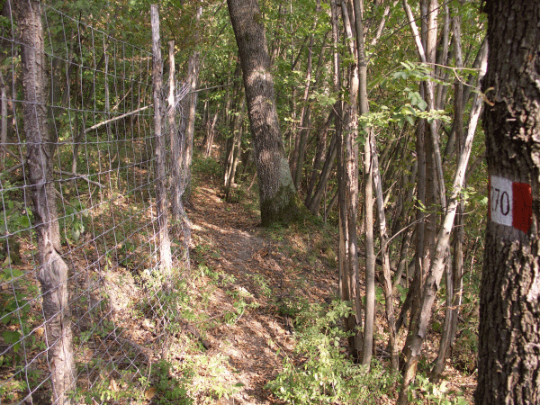 Il percorso nel bosco